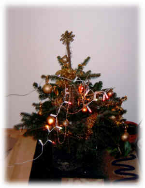 Der Weihnachtsbaum der familie Kloos von 2007 (mit Wurzeln).